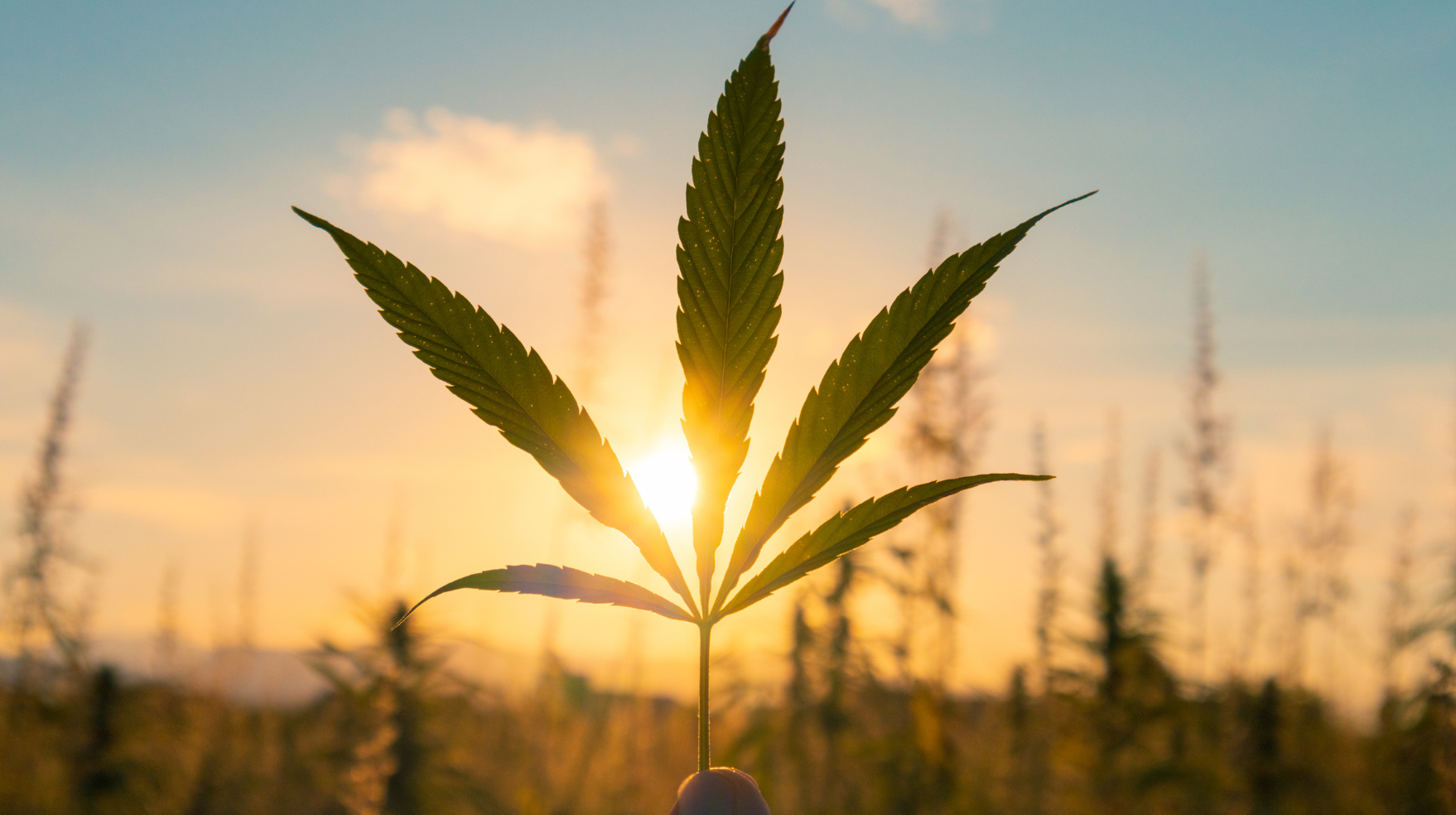 Does Cannabis Reduce Menstrual Pain and Offer Pain Relief?